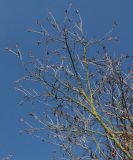 Betula chinensis. Ветка. Германия, г. Дюссельдорф, Ботанический сад университета. 10.03.2014.