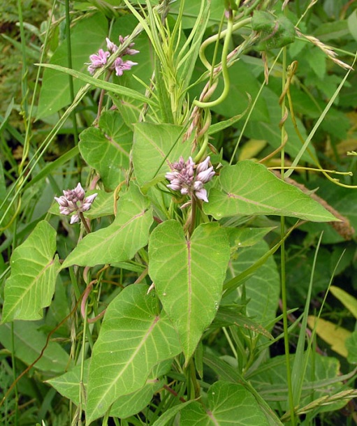 Image of Metaplexis japonica specimen.