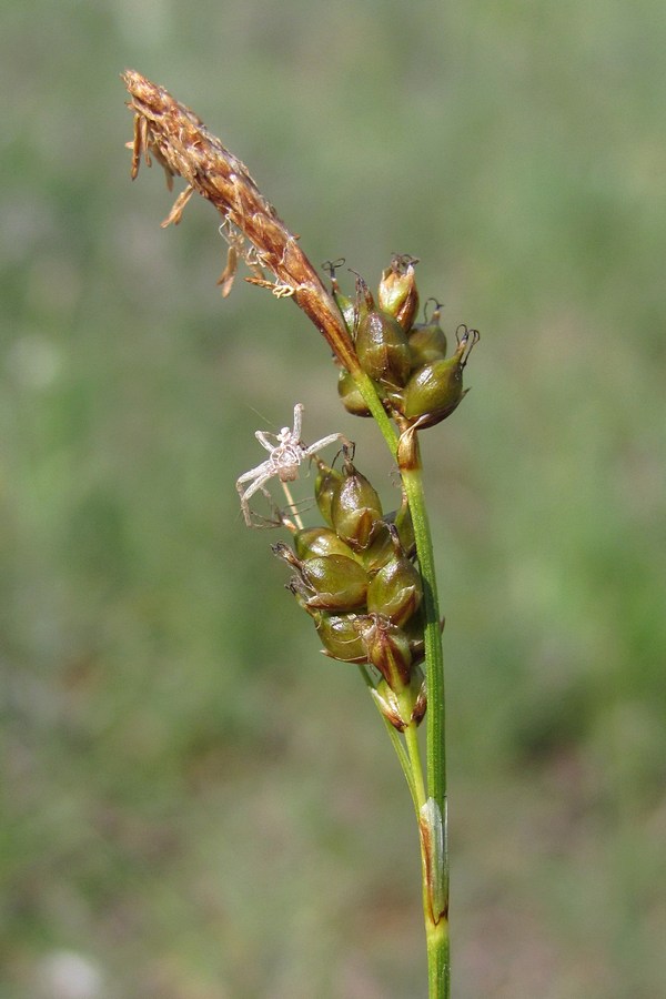 Изображение особи Carex liparocarpos.