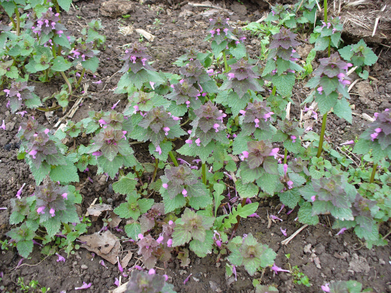 Image of Lamium purpureum specimen.