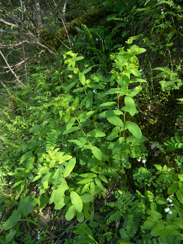 Image of Euphorbia squamosa specimen.