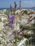 Lactuca tatarica