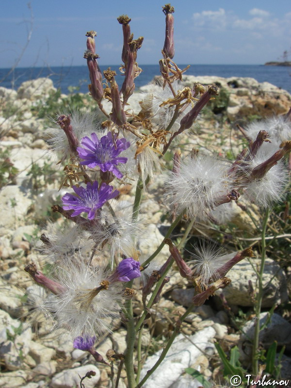 Изображение особи Lactuca tatarica.