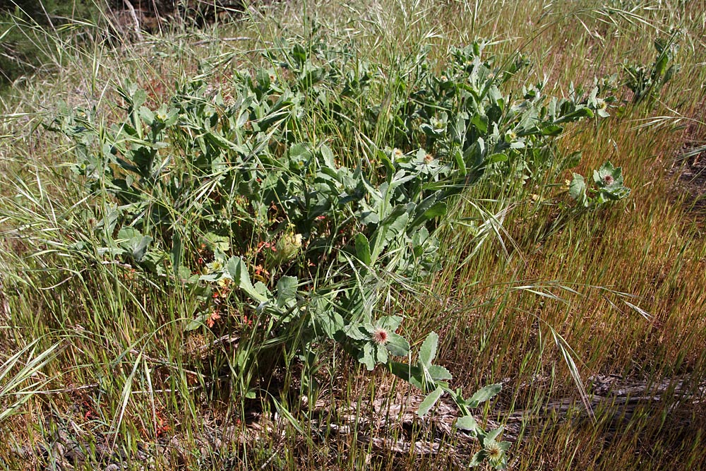 Image of Centaurea seridis ssp. sonchifolia specimen.