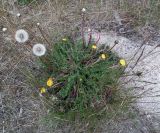 genus Taraxacum. Цветущее и плодоносящее растение распластанного типа на антропогенной песчано-гравийной насыпи. Кольский п-ов, Восточный Мурман, Дальние Зеленцы. 19.07.2014.