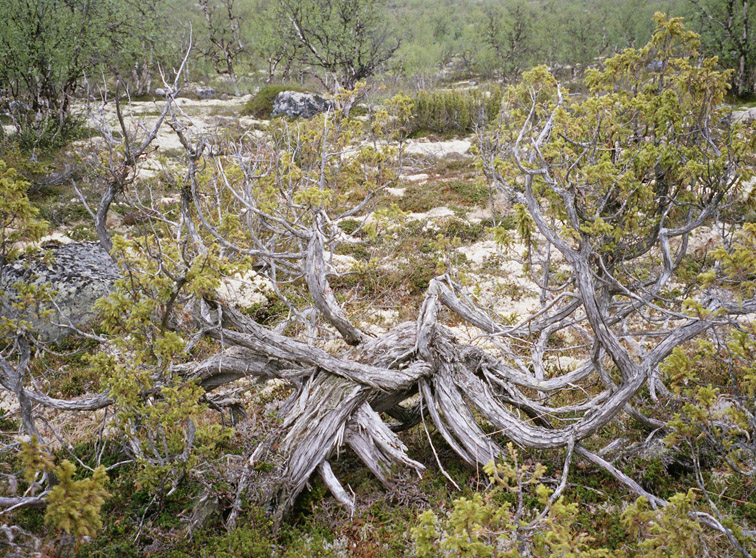 Изображение особи Juniperus niemannii.