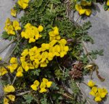 Hippocrepis comosa