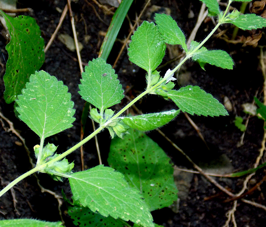 Image of Melissa officinalis specimen.