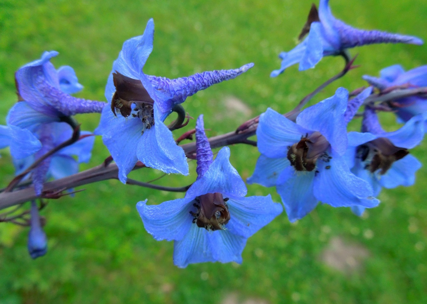 Image of genus Delphinium specimen.