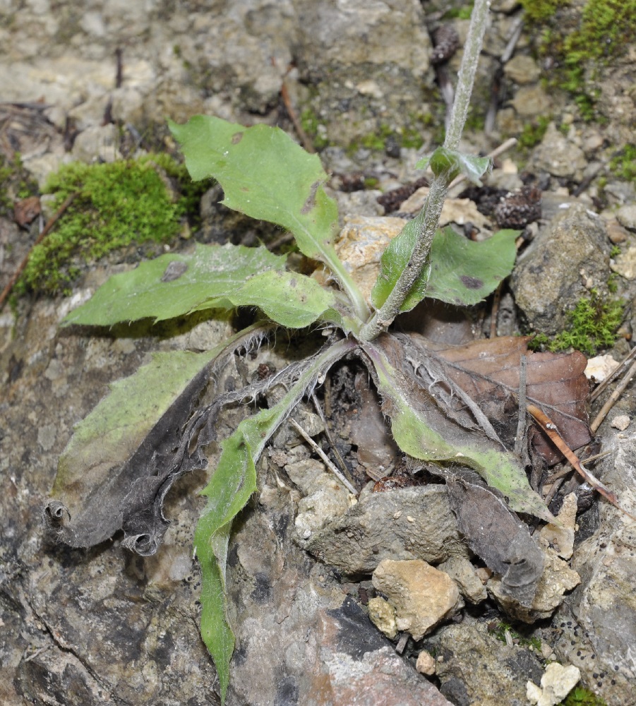 Image of familia Asteraceae specimen.