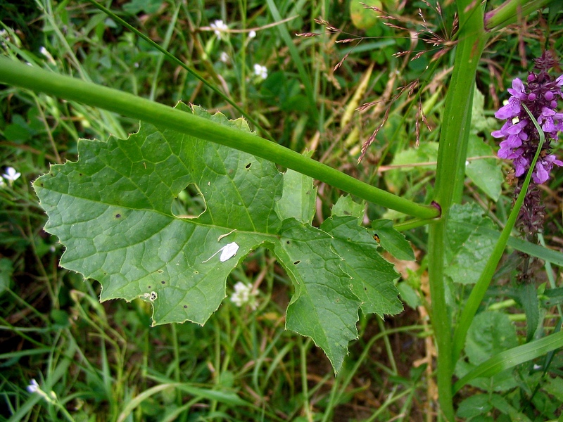 Изображение особи Raphanus raphanistrum.