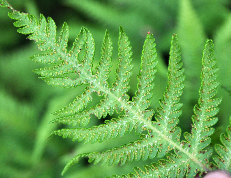 Image of Phegopteris connectilis specimen.