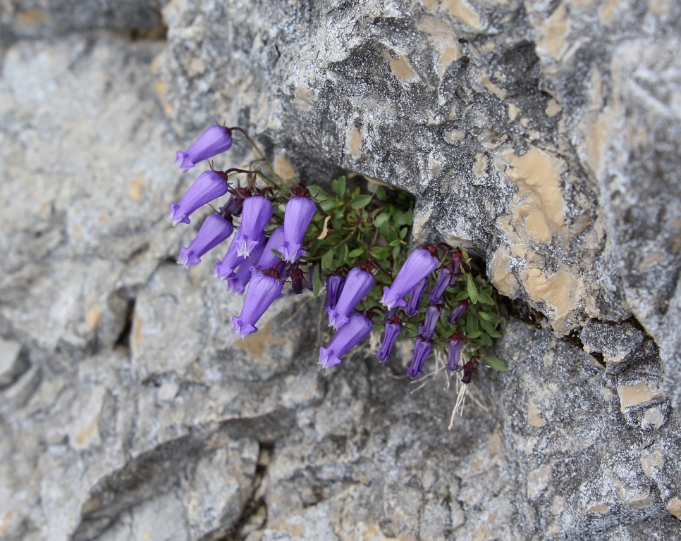 Image of Campanula zoysii specimen.