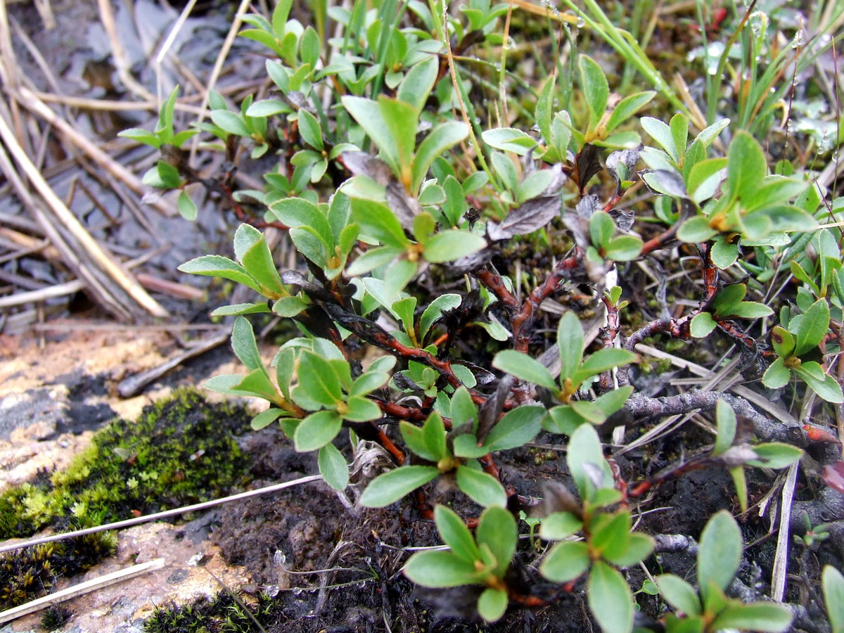 Image of Salix myrsinites specimen.