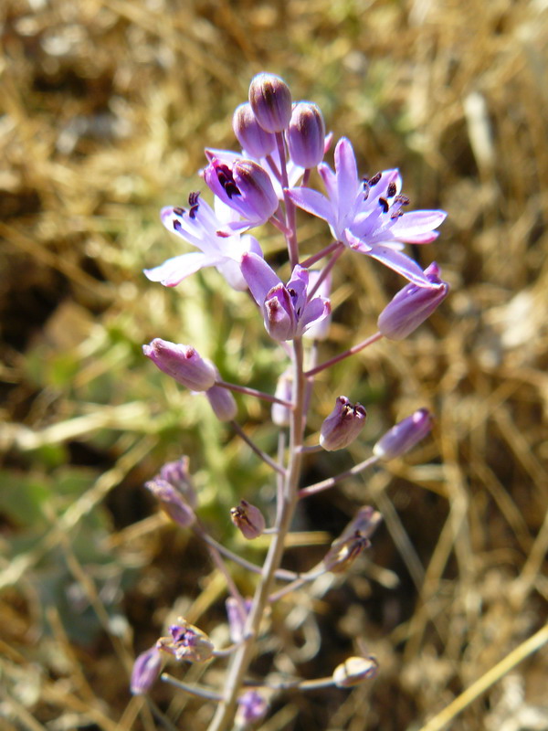 Image of Prospero autumnale specimen.