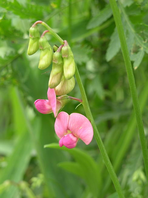 Image of Lathyrus sylvestris specimen.