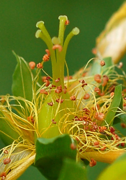 Image of Hypericum ascyron specimen.