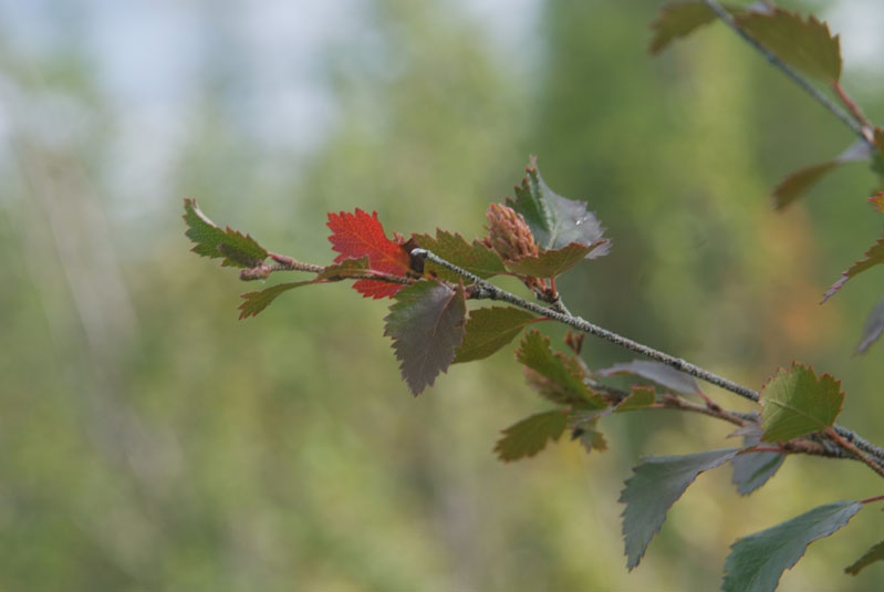 Image of Betula fruticosa specimen.