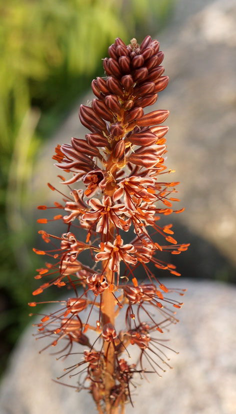 Image of Eremurus cristatus specimen.