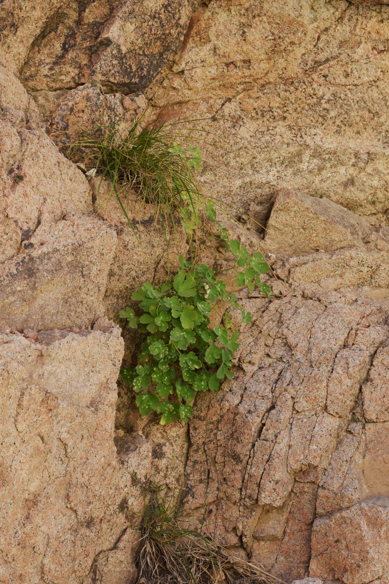 Image of Aquilegia tianschanica specimen.