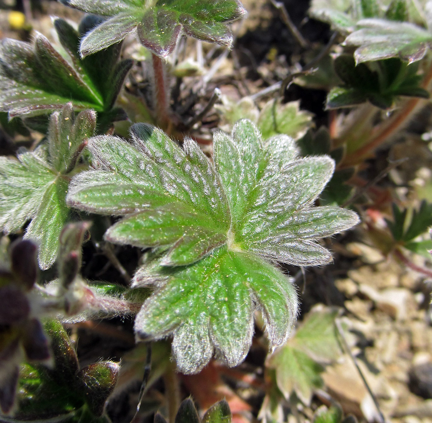 Изображение особи Potentilla villosa.