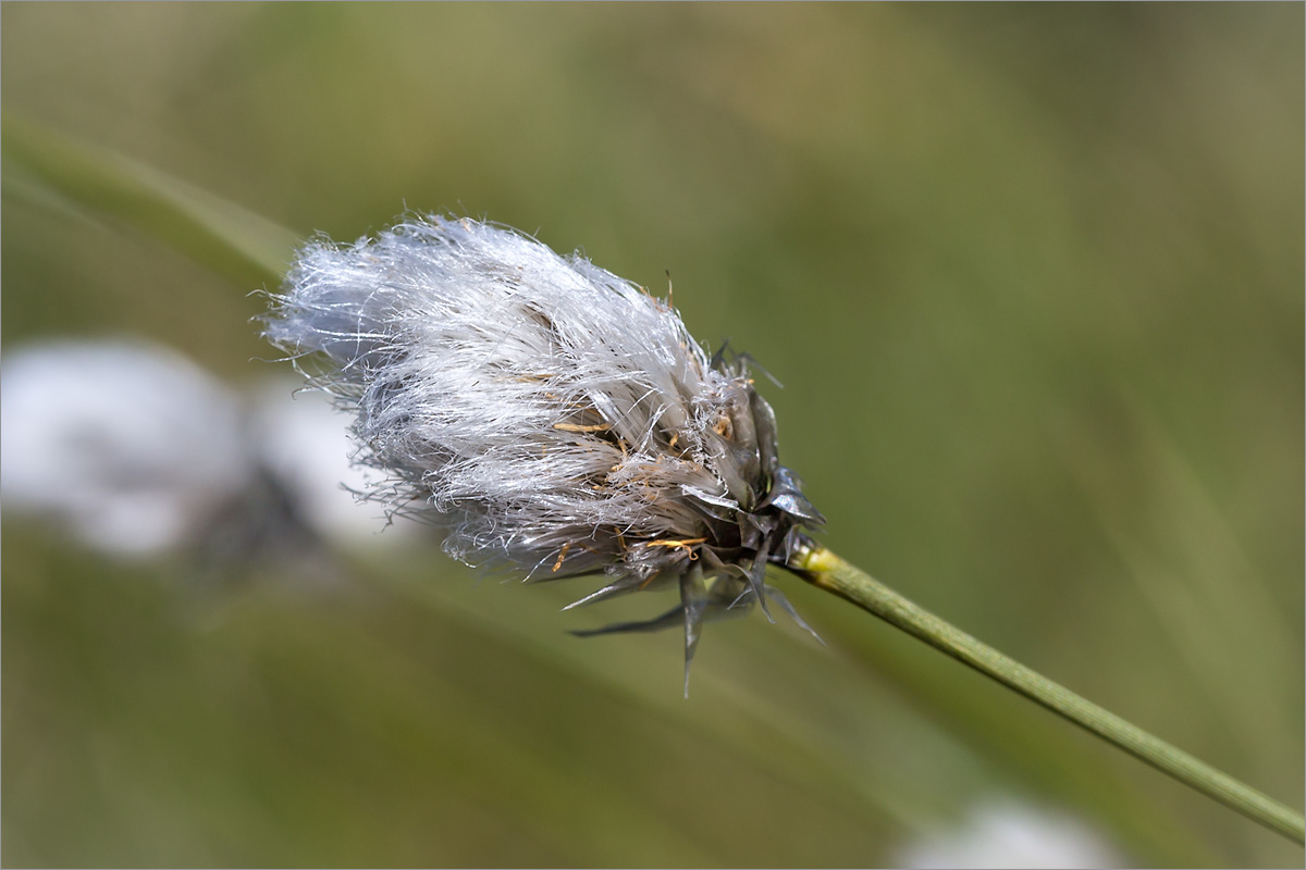 Изображение особи Eriophorum vaginatum.