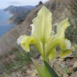 Iris pumila