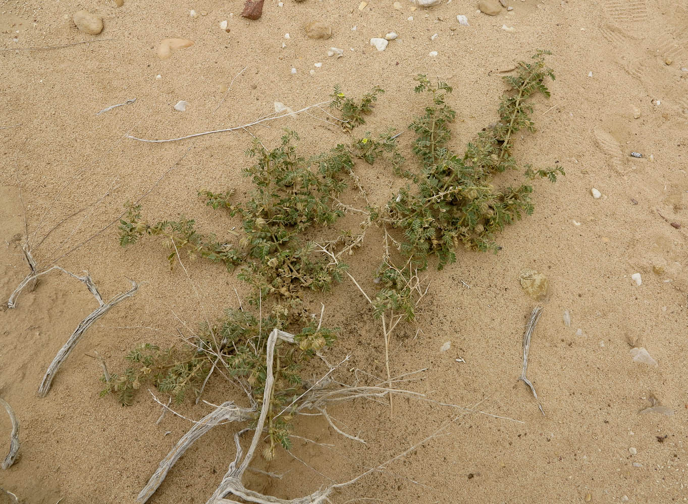 Image of Tribulus macropterus specimen.