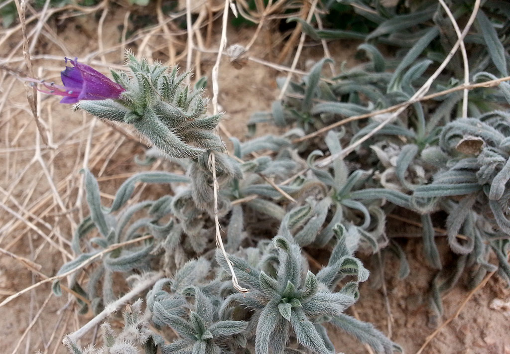 Изображение особи Echium angustifolium.