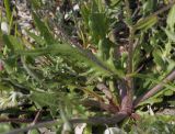 Crepis подвид taraxacifolia