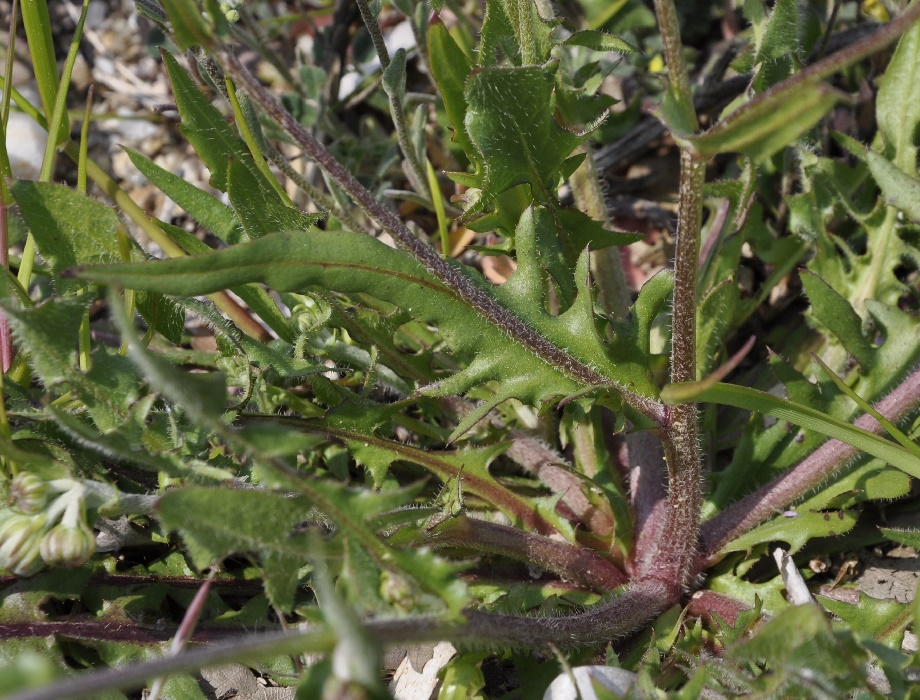 Image of Crepis vesicaria ssp. taraxacifolia specimen.