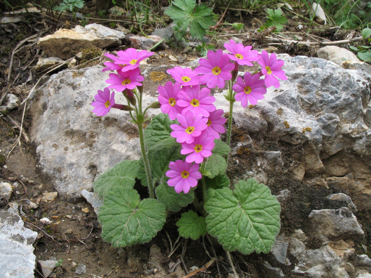 Изображение особи Primula minkwitziae.