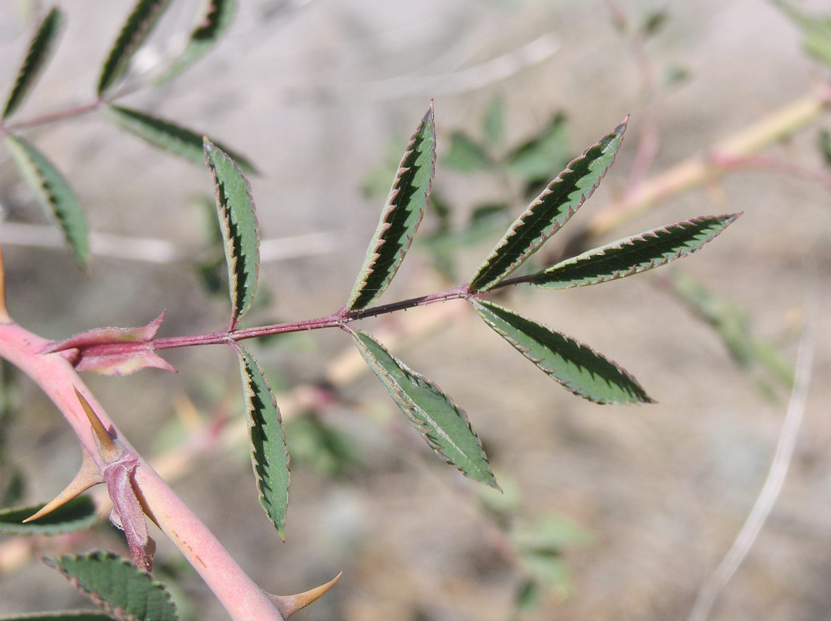 Image of genus Rosa specimen.