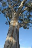 Eucalyptus camaldulensis. Часть ствола и кроны. США, Калифорния, Сан-Франциско, в городском озеленении. 14.02.2014.
