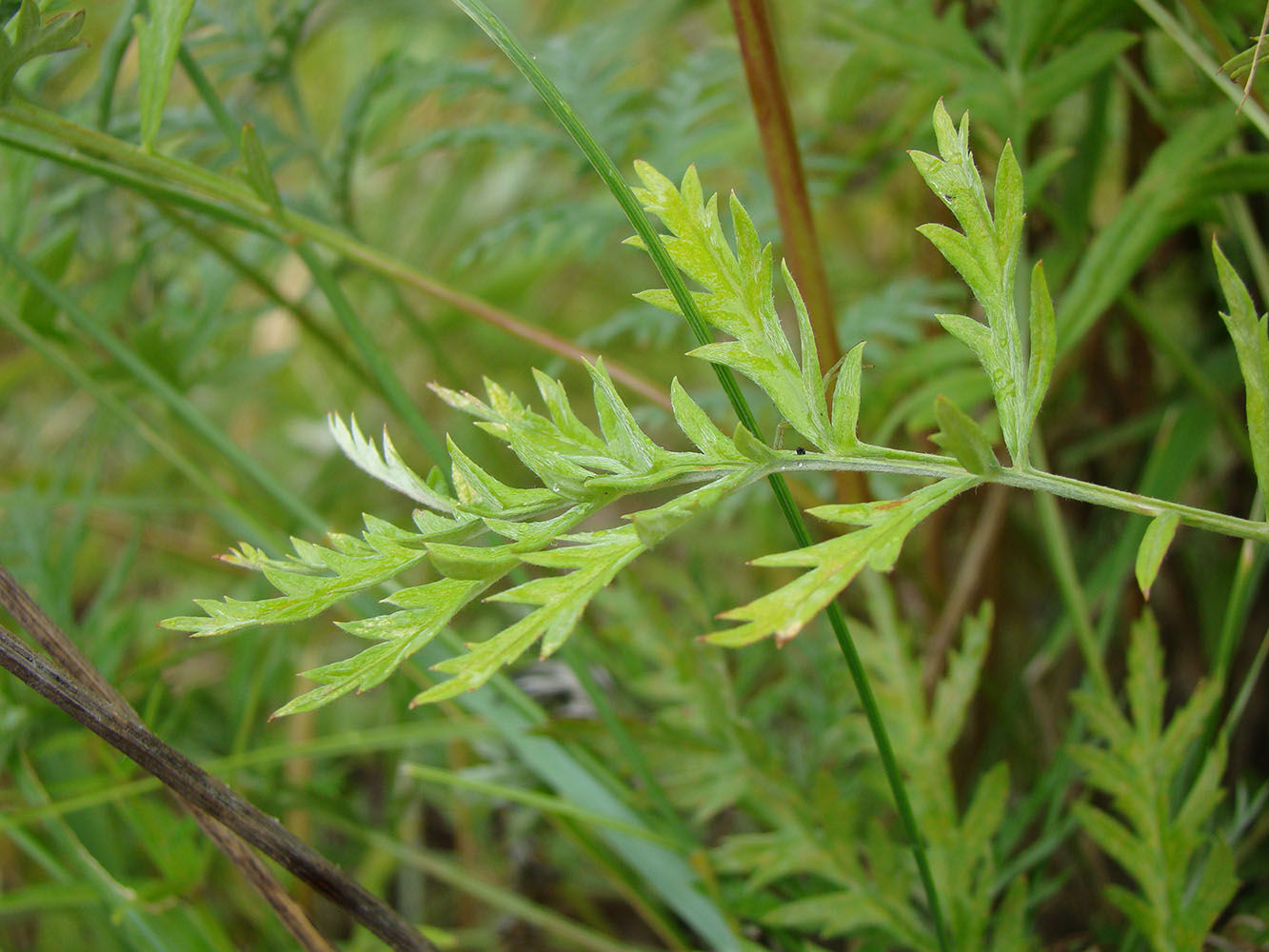 Image of Artemisia armeniaca specimen.