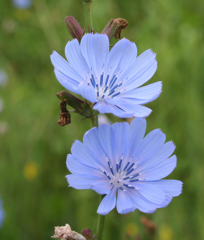 Image of Cichorium intybus specimen.