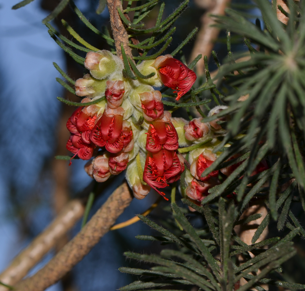 Image of Calothamnus villosus specimen.