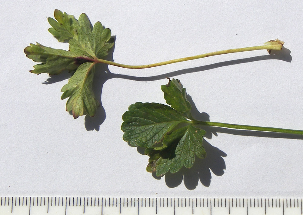 Image of Potentilla gelida specimen.