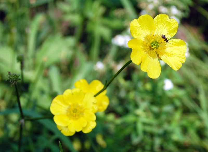 Изображение особи Ranunculus submarginatus.