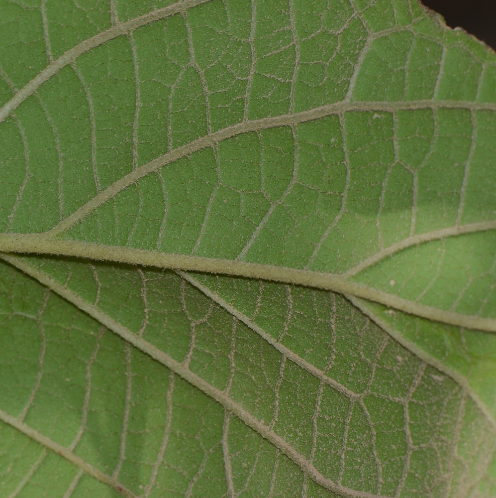 Image of Cordia subcordata specimen.