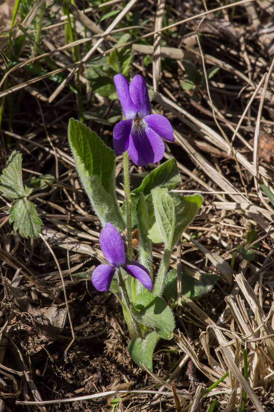 Image of Viola hirta specimen.