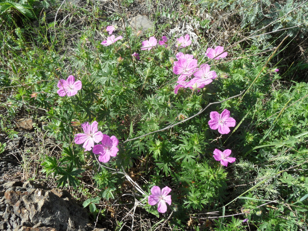 Изображение особи Geranium sanguineum.