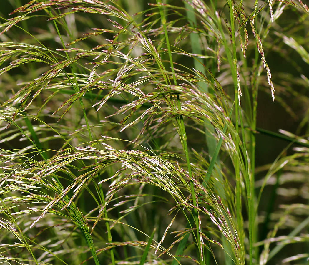 Image of Deschampsia cespitosa specimen.