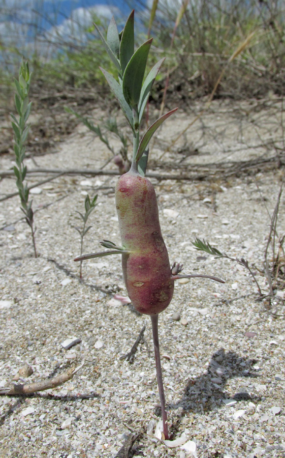 Image of genus Linaria specimen.