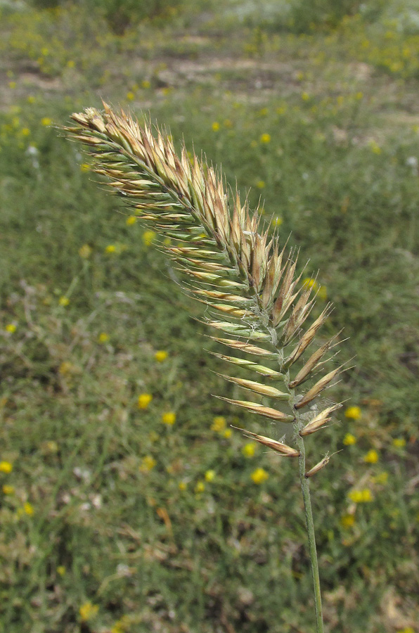 Изображение особи Agropyron pectinatum.