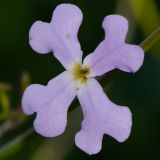 Ricotia lunaria