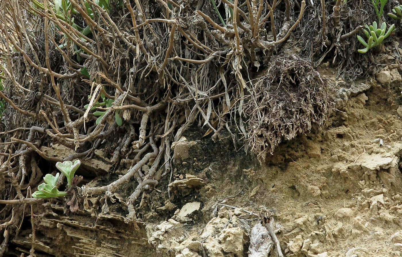 Image of Crithmum maritimum specimen.