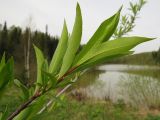 Salix rorida