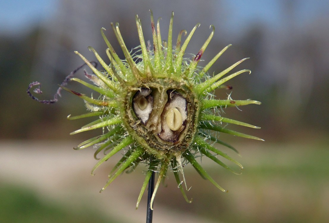 Изображение особи Xanthium orientale.