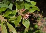 Acokanthera oblongifolia. Верхушки побегов с развивающимися и бутонизирующими соцветиями. Израиль, Шарон, пос. Кфар Монаш, ботанический сад \"Хават Ганой\". 24.02.2016.